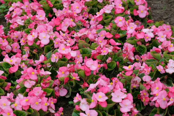 Le guide ultime pour un déménagement éco-responsable : Une réalité accessible ?